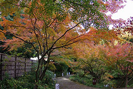 徳川園に咲く　令和3年度11月下旬