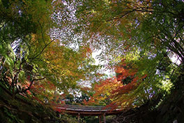 徳川園に咲く　令和3年度11月下旬