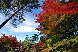 徳川園に咲く　令和3年度11月下旬