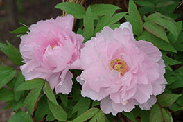 徳川園に咲く　２月上旬　冬牡丹　八千代椿