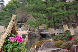 徳川園に咲く　２月上旬 冬牡丹と松のコモ掛け