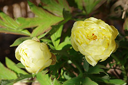 徳川園に咲く　ハイヌーン