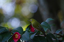徳川園に咲く　ヤブツバキとメジロ