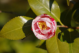 徳川園に咲く　絵日傘