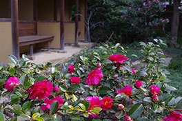 徳川園に咲く　寒椿