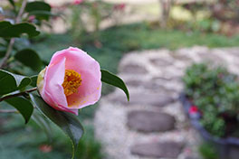 徳川園に咲く　関戸太朗庵