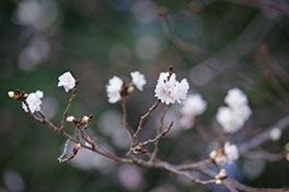 徳川園に咲く　子福桜