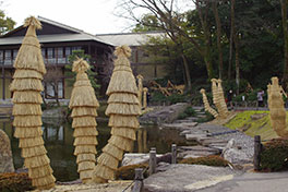 徳川園に咲く　蘇鉄のワラ巻き