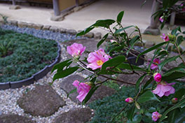 徳川園に咲く　淡侘助