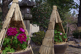 徳川園に咲く　冬牡丹展示中です