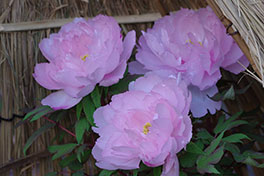 徳川園に咲く　八千代椿