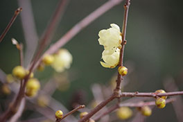 徳川園に咲く　蝋梅