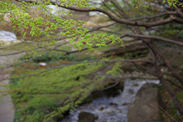 徳川園に咲く　モミジの芽吹きと花（3月31日）