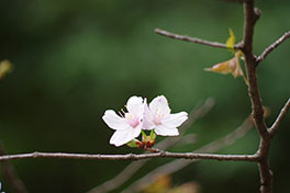徳川園に咲く　ヤマザクラ開花（3月31日）