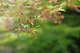 徳川園に咲く　イロハモミジの花