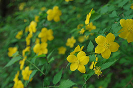 徳川園に咲く　ヤマブキ見頃