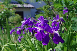 徳川園に咲く　イチハツ　5月上旬咲き終り近し