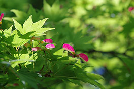 徳川園に咲く　青モミジと赤い翼果