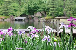 徳川園に咲く　5月31日現在　中生が6月上旬見頃になります。