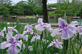 徳川園に咲く　6月上旬　早生は終わりに向かいます。