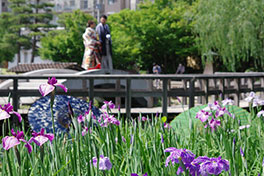 徳川園に咲く　花菖蒲は早生から中生、そして晩生と品種による開花の時期が異なります。