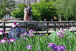 徳川園に咲く 花菖蒲は早生から中生、そして晩生と品種による開花の時期が異なります。