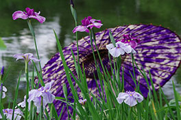 徳川園に咲く　和傘の設置は「虫干し」を表現しています。