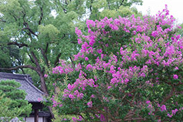 徳川園に咲く　サルスベリ