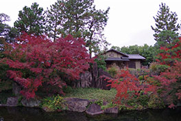 徳川園に咲く　11月28日紅葉の様子