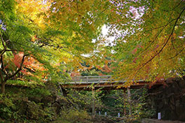 徳川園に咲く　11月28日紅葉の様子