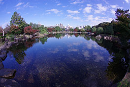 徳川園に咲く　11月28日紅葉の様子