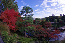 徳川園に咲く　11月28日紅葉の様子