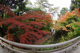 徳川園に咲く　11月28日紅葉の様子