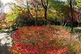 徳川園に咲く　11月28日紅葉の様子