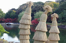 徳川園に咲く　過去の十二月上旬の様子 (ソテツの菰巻き)