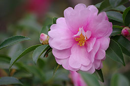 徳川園に咲く　山茶花 (桃八重)