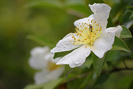 徳川園に咲く　山茶花 (白)