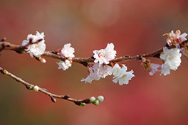 徳川園に咲く　子福桜