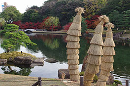 徳川園に咲く　蘇鉄（明治時代までの名古屋城風）