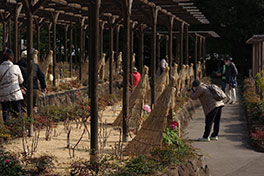 徳川園に咲く　期間中、冬牡丹は随時入れ替えを行います。