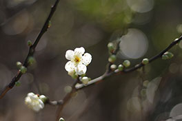 徳川園に咲く　青軸梅1月下旬に開花