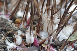 徳川園に咲く　霜柱草に出来た霜柱