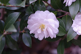 徳川園に咲く　白寒椿