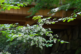 徳川園に咲く サワフタギ(5月上旬)