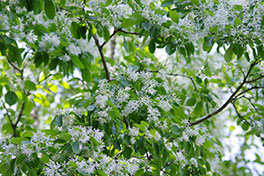 徳川園に咲く　ヒトツバタゴ