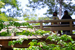 徳川園に咲く　虎仙橋とサワフタギ