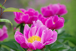 徳川園に咲く 蓬左文庫前花壇の芍薬(5月上旬)