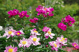 徳川園に咲く 蓬左文庫前花壇の芍薬(5月上旬)