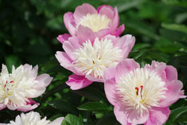 徳川園に咲く 蓬左文庫前花壇の芍薬(5月上旬)