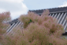徳川園に咲く スモークツリー(蓬左文庫前)